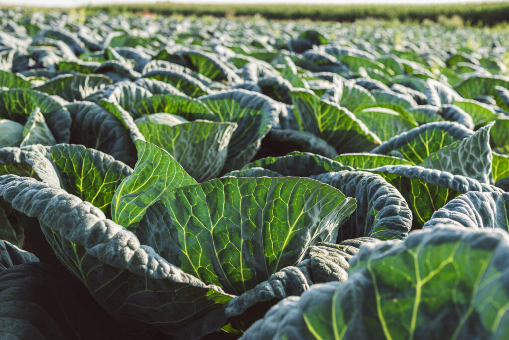 2024-AVCA_ProductionChoux(1)