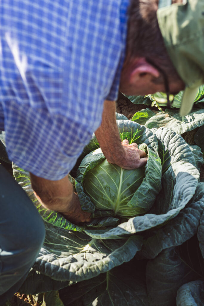 2024-AVCA_ProductionChoux(24)