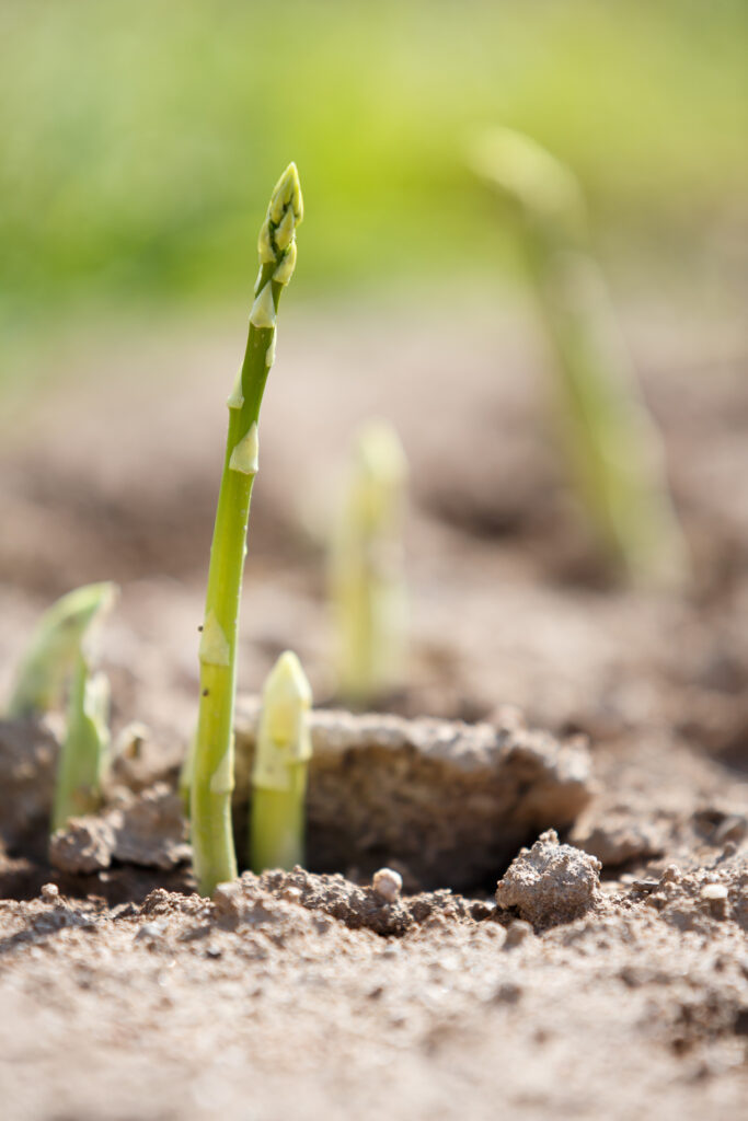 La ferme Clarisse_72dpi_158