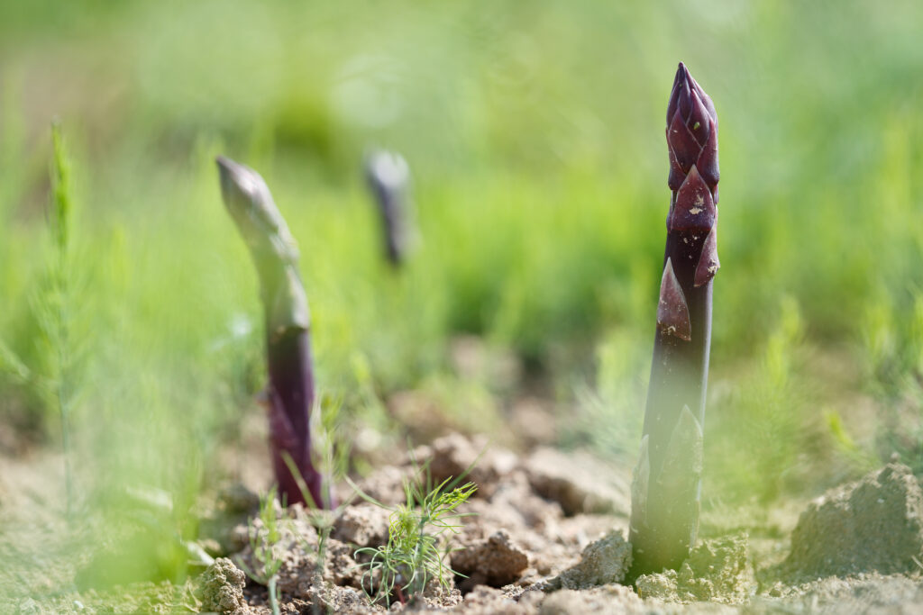 La ferme Clarisse_72dpi_159