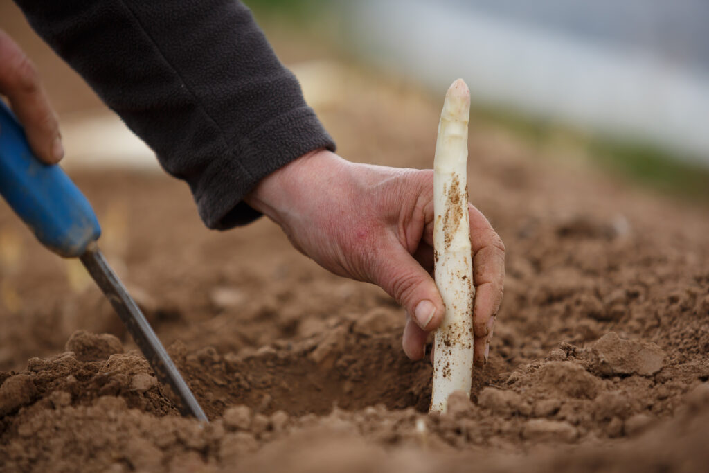 La ferme Clarisse_72dpi_212