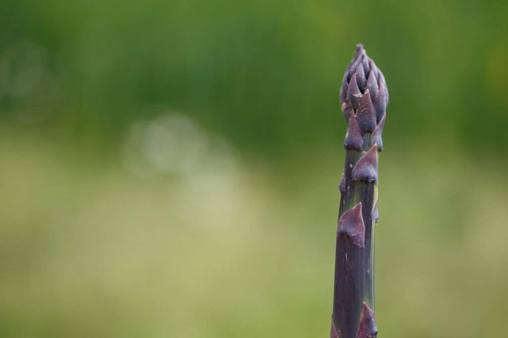 La ferme Clarisse_72dpi_238